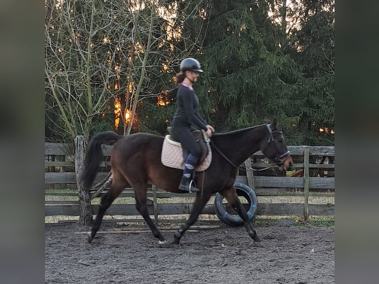 Warmblood polaco Caballo castrado 7 años 165 cm Castaño rojizo in Wola Krzysztoporska