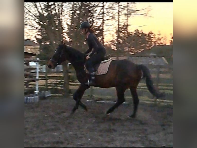 Warmblood polaco Caballo castrado 7 años 165 cm Castaño rojizo in Wola Krzysztoporska