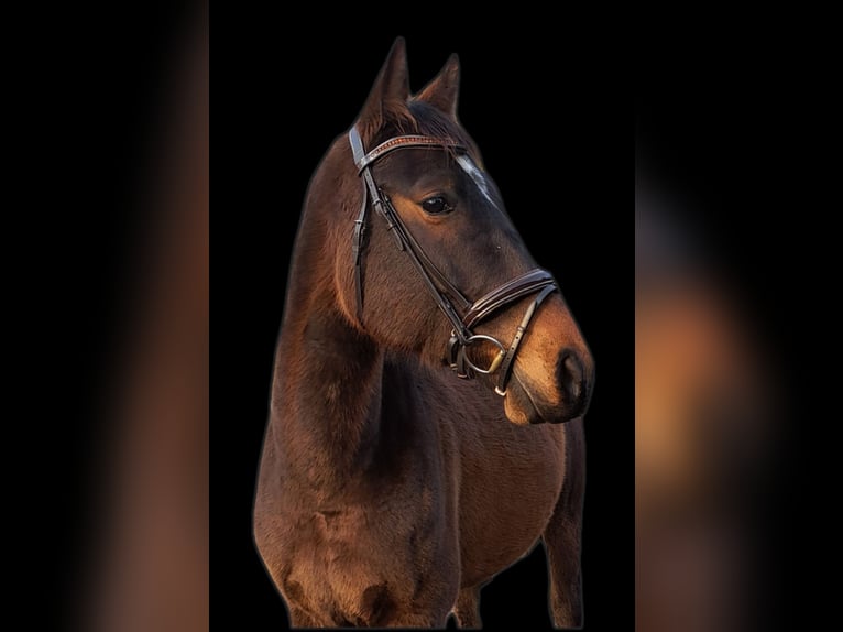 Warmblood polaco Caballo castrado 7 años 165 cm Castaño rojizo in Wola Krzysztoporska