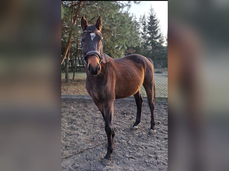 Warmblood polaco Caballo castrado 7 años 165 cm Castaño rojizo in Wola Krzysztoporska