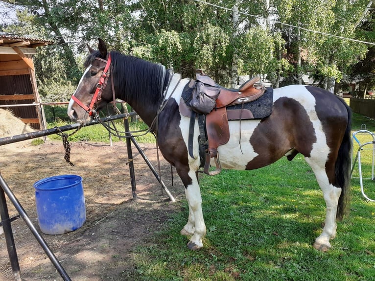 Warmblood polaco Caballo castrado 7 años 165 cm Pío in Elleben