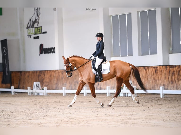 Warmblood polaco Caballo castrado 7 años 167 cm Alazán in Cz&#x142;uch&#xF3;w