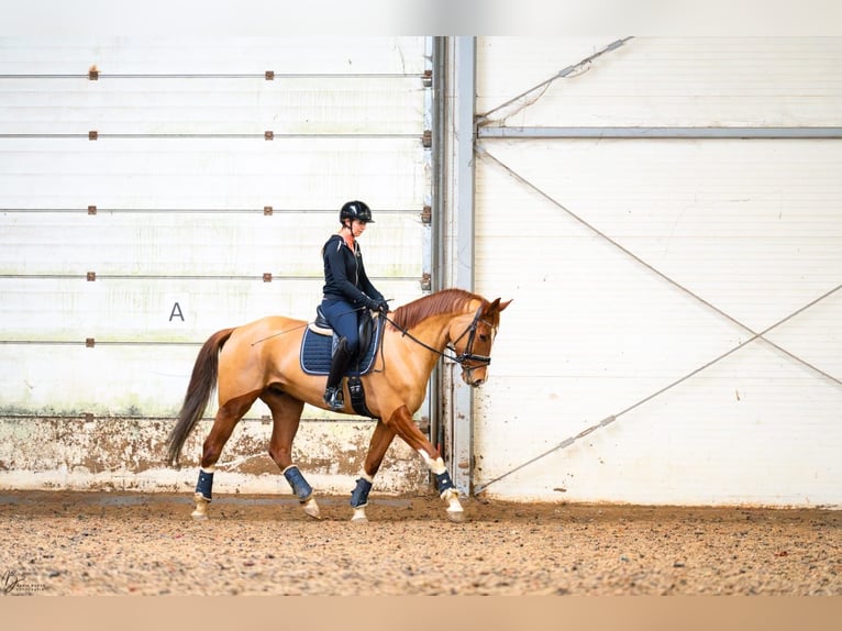 Warmblood polaco Caballo castrado 7 años 167 cm Alazán in Cz&#x142;uch&#xF3;w