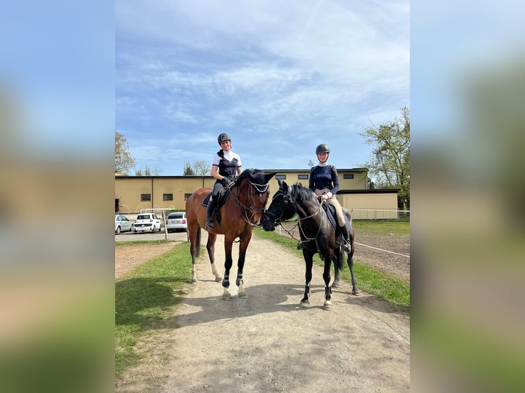 Warmblood polaco Caballo castrado 7 años 167 cm Castaño rojizo in Plzen