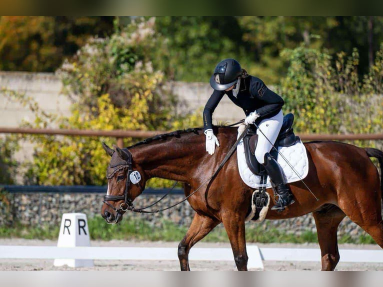 Warmblood polaco Caballo castrado 7 años 167 cm Castaño rojizo in Plzen