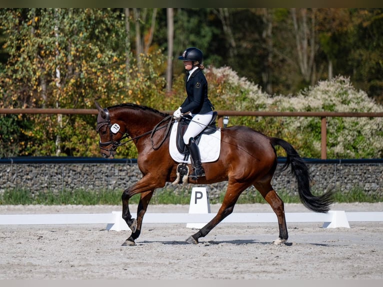 Warmblood polaco Caballo castrado 7 años 167 cm Castaño rojizo in Plzen