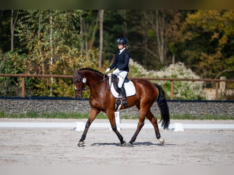 Warmblood polaco Caballo castrado 7 años 167 cm Castaño rojizo in Plzen