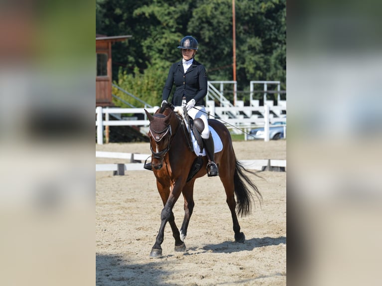 Warmblood polaco Caballo castrado 7 años 167 cm Castaño rojizo in Plzen