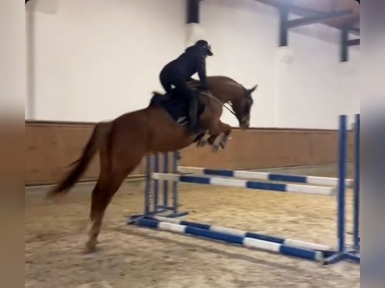 Warmblood polaco Caballo castrado 7 años 169 cm Alazán in Bielsko-biała