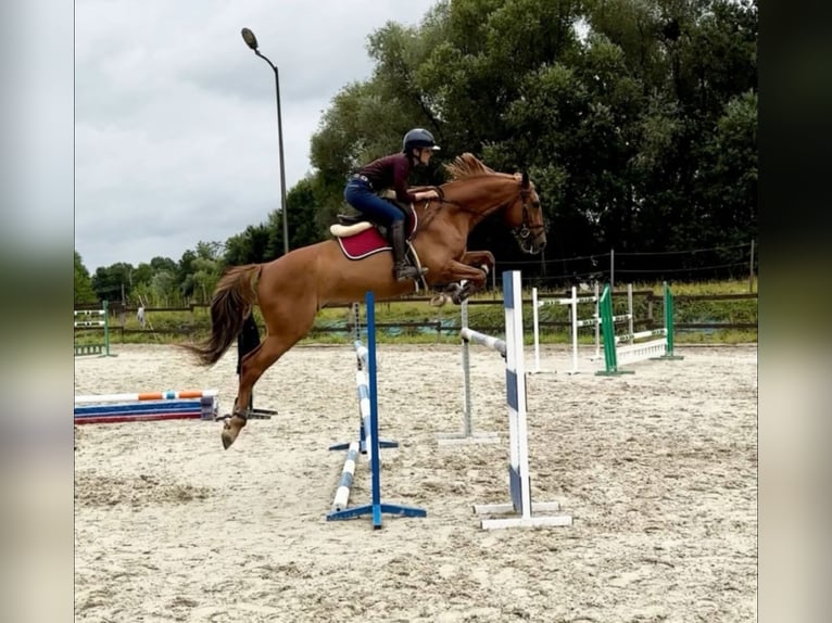 Warmblood polaco Caballo castrado 7 años 169 cm Alazán in Bielsko-biała