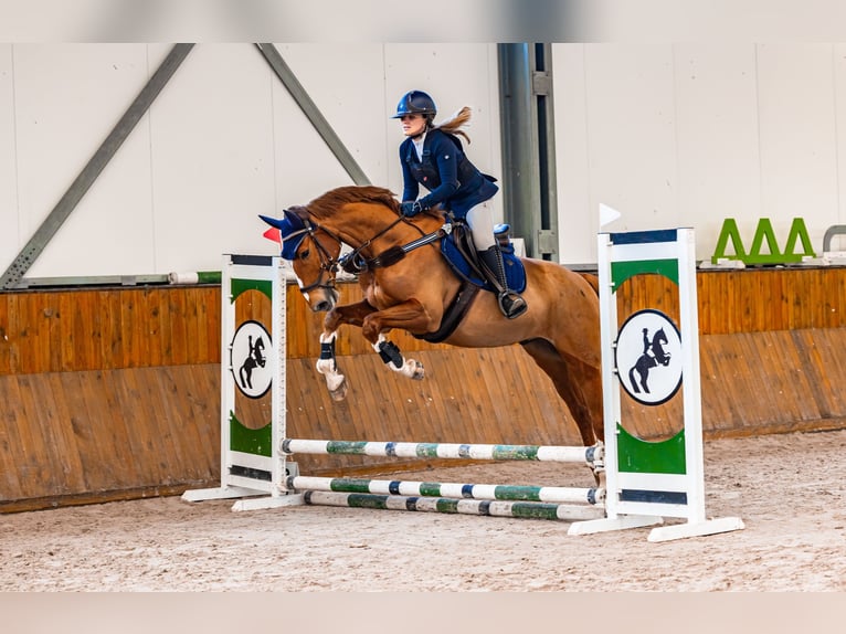 Warmblood polaco Caballo castrado 7 años 169 cm Alazán in Bielsko-biała