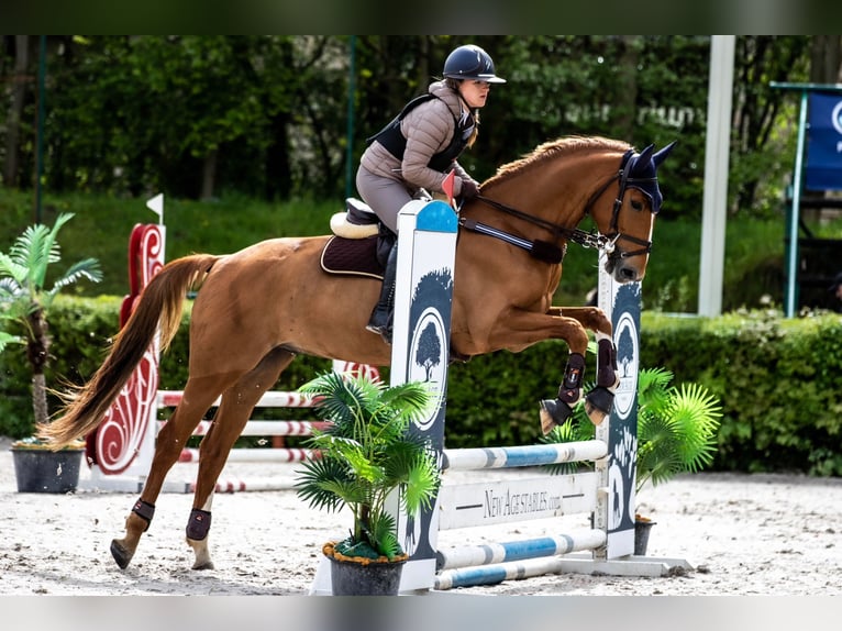 Warmblood polaco Caballo castrado 7 años 169 cm Alazán in Bielsko-biała