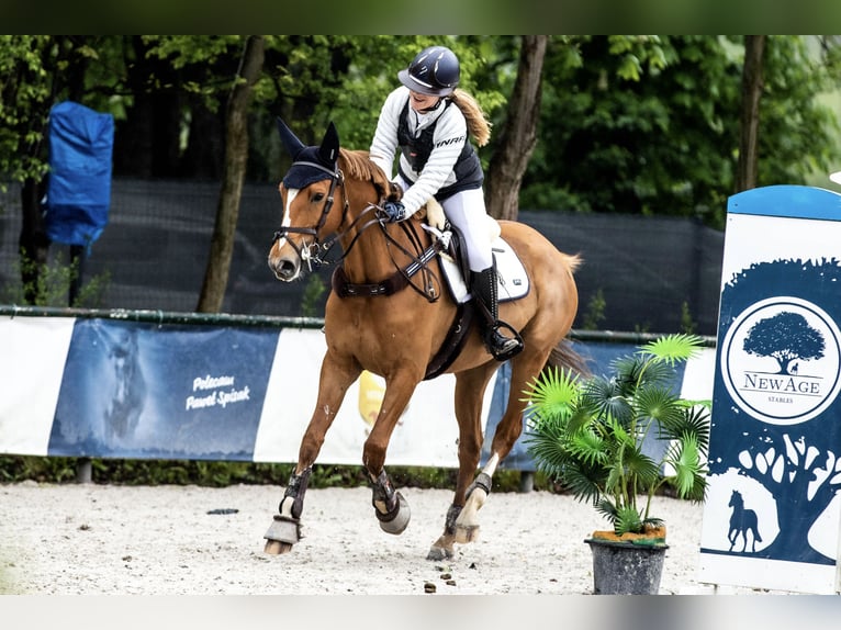 Warmblood polaco Caballo castrado 7 años 169 cm Alazán in Bielsko-biała