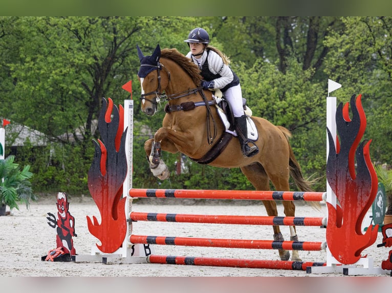 Warmblood polaco Caballo castrado 7 años 169 cm Alazán in Bielsko-biała