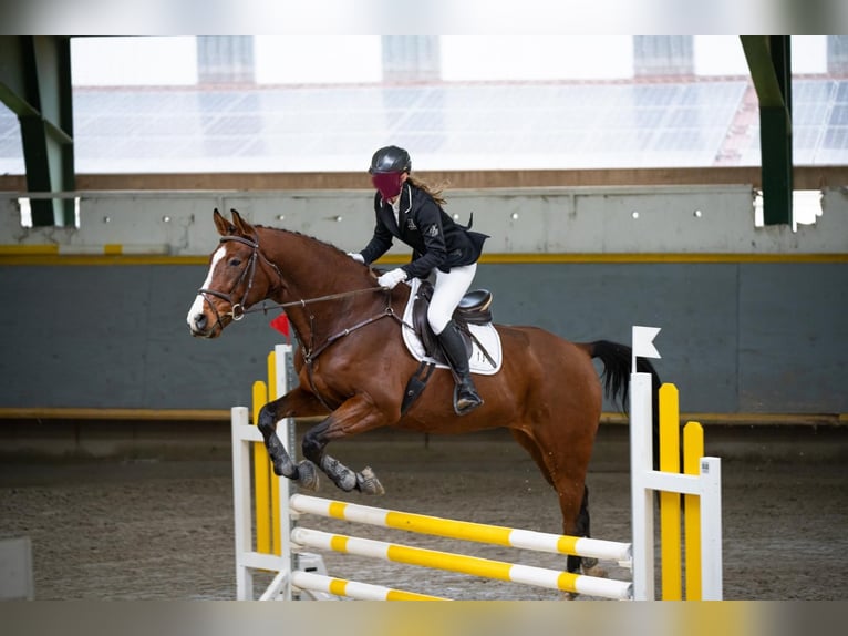 Warmblood polaco Caballo castrado 7 años 172 cm Castaño in Jena Ruths