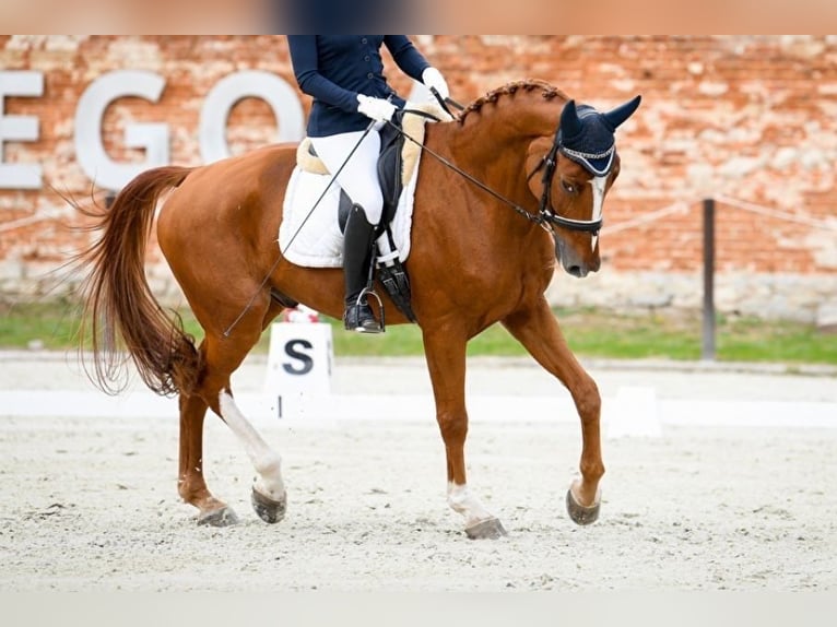 Warmblood polaco Caballo castrado 7 años 175 cm Alazán-tostado in Warshaw