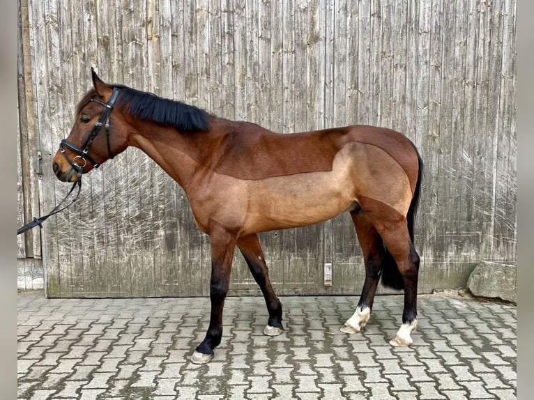 Warmblood polaco Caballo castrado 8 años 160 cm Castaño in Markgr&#xF6;ningen