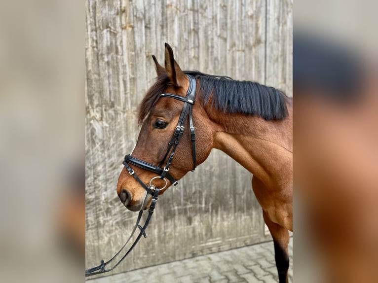 Warmblood polaco Caballo castrado 8 años 160 cm Castaño in Markgr&#xF6;ningen