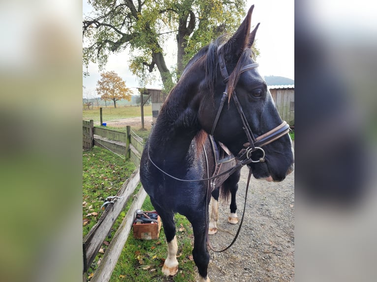 Warmblood polaco Caballo castrado 8 años 160 cm Negro in Castell