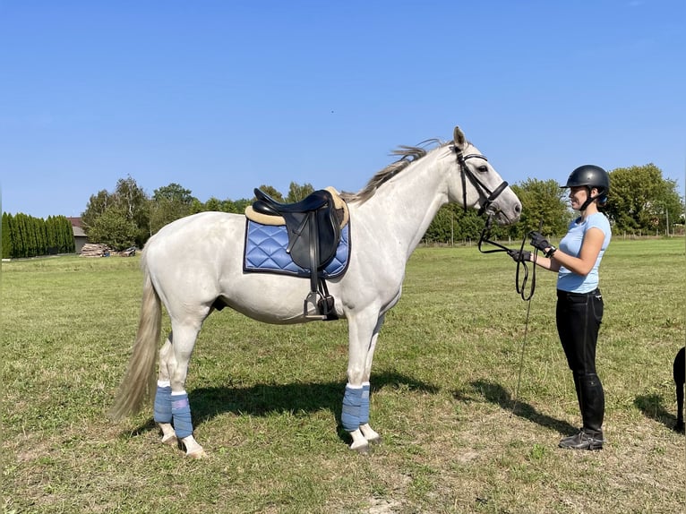 Warmblood polaco Caballo castrado 8 años 163 cm Tordo in Opacz Kolonia