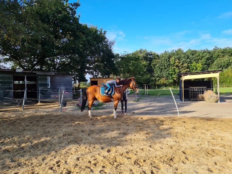 Warmblood polaco Caballo castrado 9 años 158 cm Castaño in Wurster Nordseeküste