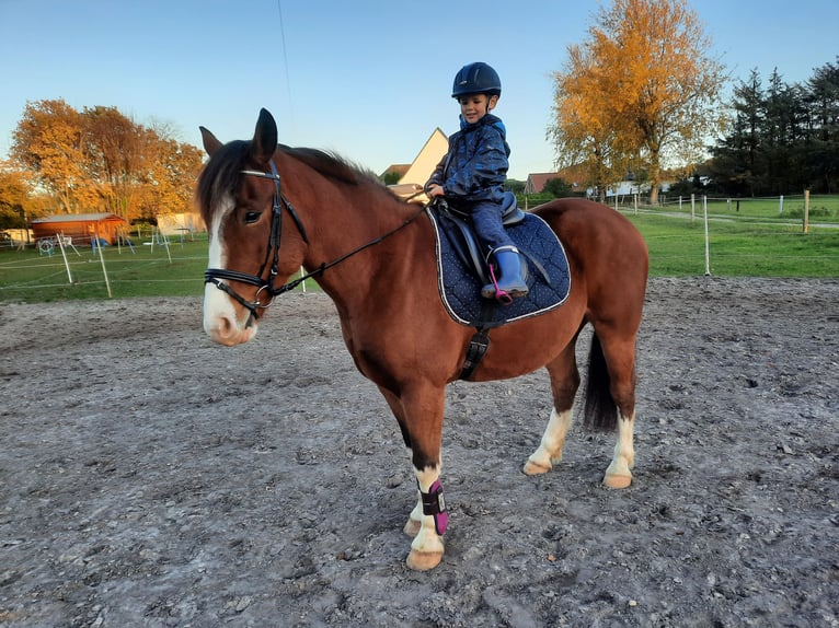 Warmblood polaco Caballo castrado 9 años 158 cm Castaño in Wurster Nordseeküste