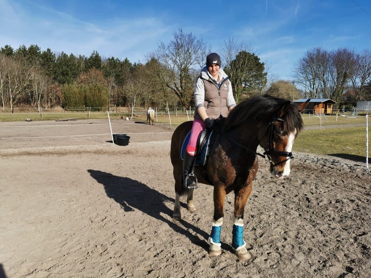 Warmblood polaco Caballo castrado 9 años 158 cm Castaño in Wurster Nordseeküste