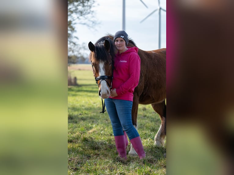 Warmblood polaco Caballo castrado 9 años 158 cm Castaño in Wurster Nordseeküste