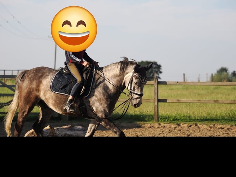 Warmblood polaco Caballo castrado 9 años 160 cm Tordo rodado in Selm