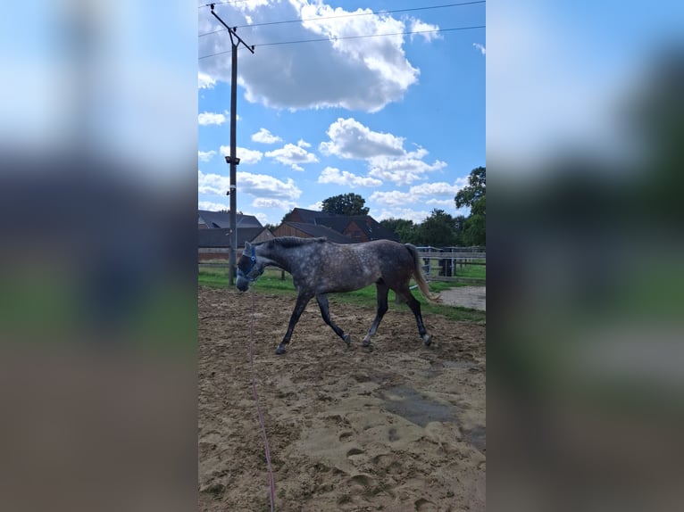 Warmblood polaco Caballo castrado 9 años 160 cm Tordo rodado in Selm