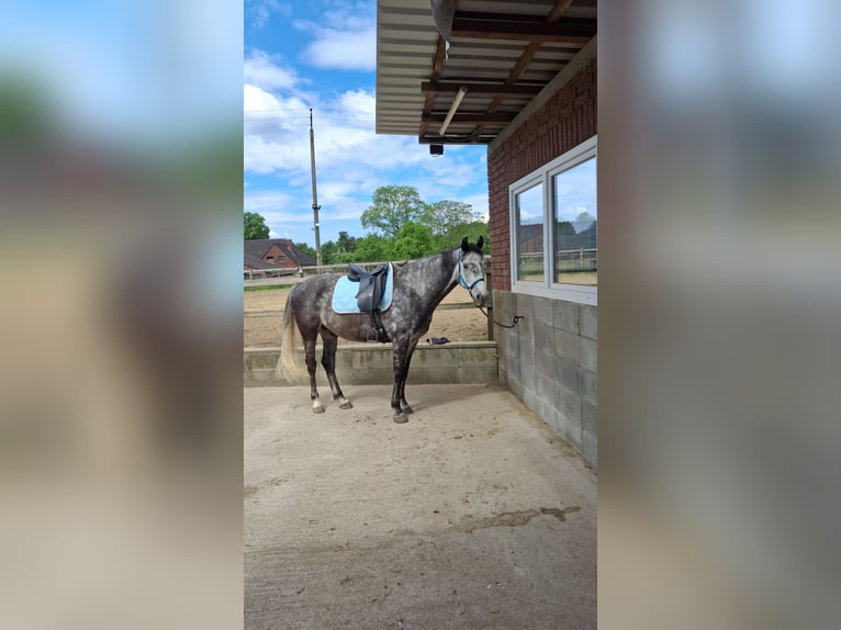 Warmblood polaco Caballo castrado 9 años 160 cm Tordo rodado in Selm