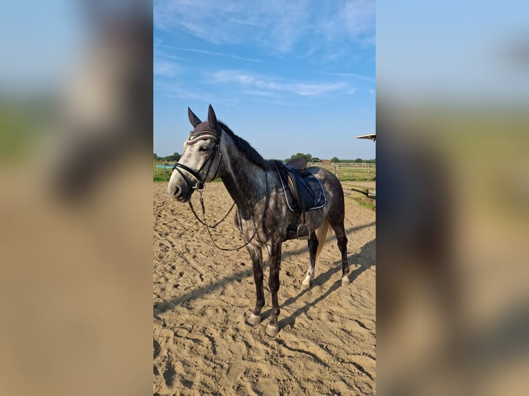 Warmblood polaco Caballo castrado 9 años 160 cm Tordo rodado in Selm