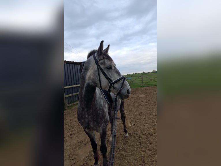 Warmblood polaco Caballo castrado 9 años 160 cm Tordo rodado in Selm