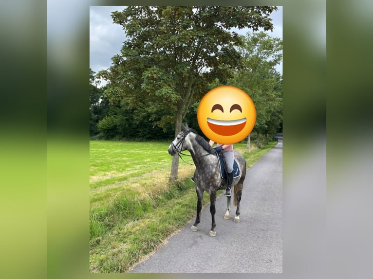 Warmblood polaco Caballo castrado 9 años 160 cm Tordo rodado in Selm