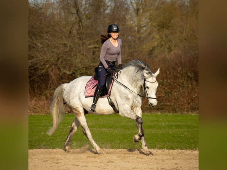 Warmblood polaco Caballo castrado 9 años 168 cm Tordo in Karlsruhe