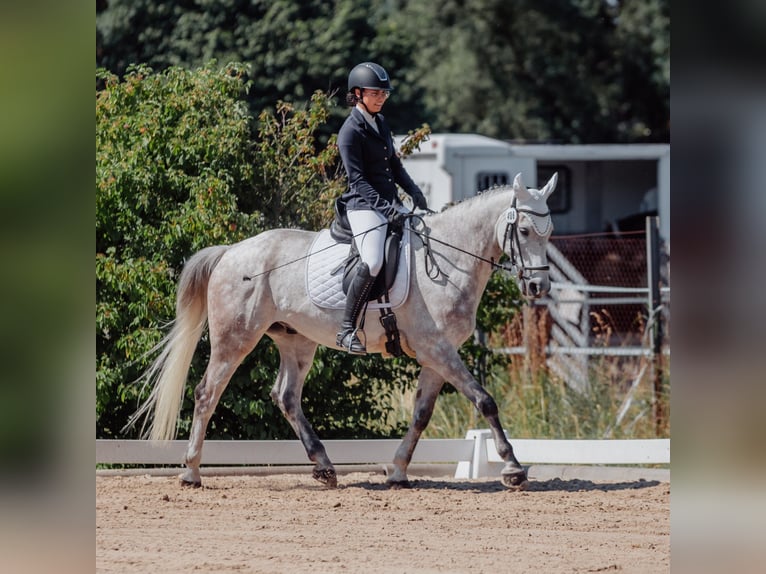 Warmblood polaco Caballo castrado 9 años 168 cm Tordo in Karlsruhe