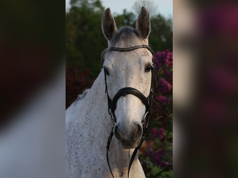 Warmblood polaco Caballo castrado 9 años 168 cm Tordo in Karlsruhe