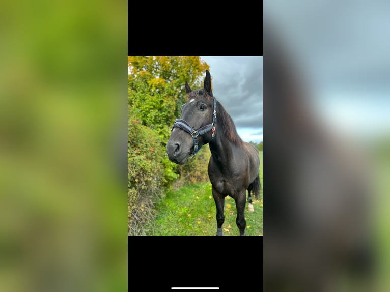 Warmblood polaco Caballo castrado 9 años 170 cm Negro in Heideland