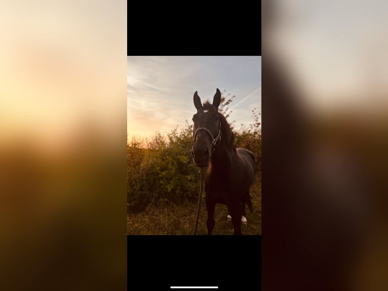 Warmblood polaco Caballo castrado 9 años 170 cm Negro in Heideland