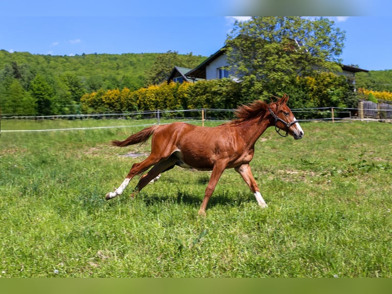 Warmblood polaco Semental 1 año Alazán in Dąbrowa