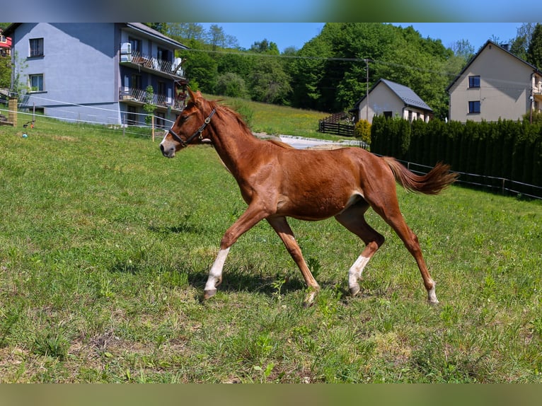 Warmblood polaco Semental 1 año Alazán in Dąbrowa