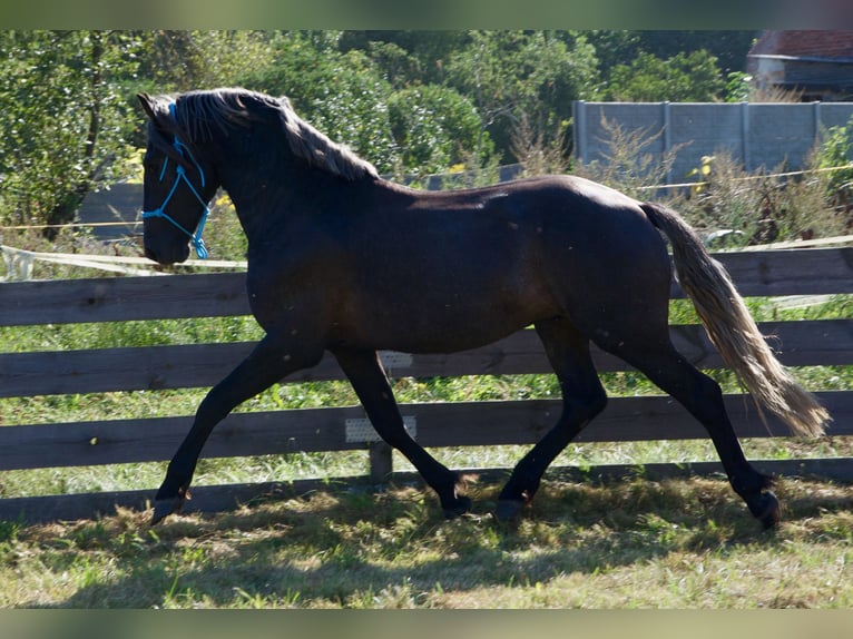 Warmblood polaco Mestizo Semental 2 años 165 cm Tordo in Wielkopolska