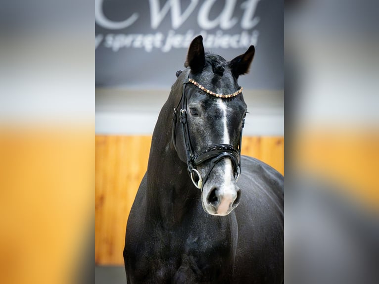 Warmblood polaco Semental 4 años 168 cm Musgo in Zakrz&#xF3;w