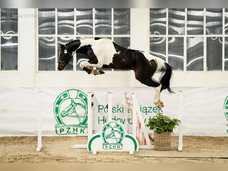 Warmblood polaco Semental Pío in Chełmno