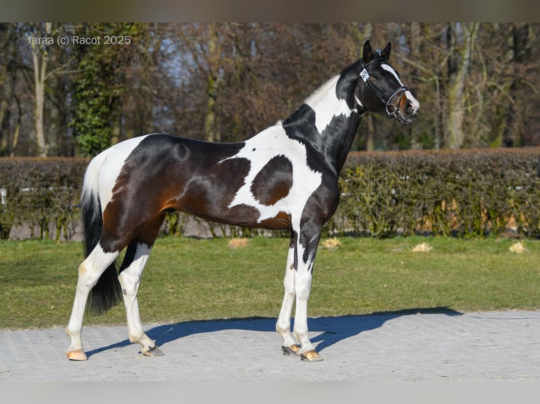 Warmblood polaco Semental Pío in Chełmno