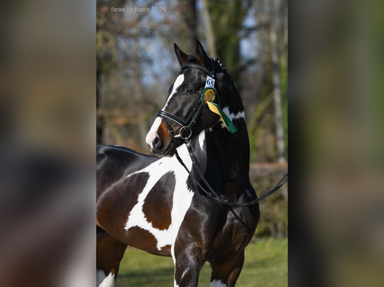 Warmblood polaco Semental Pío in Chełmno