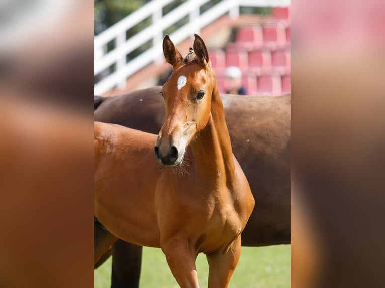 Warmblood polaco Semental Potro (03/2024) 145 cm Castaño in Kobylin