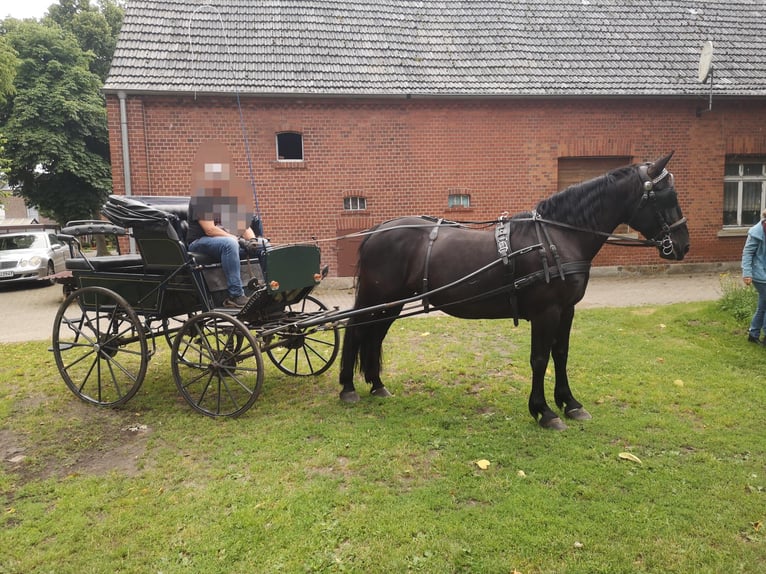 Warmblood polaco Yegua 10 años 161 cm Morcillo in Emsdetten