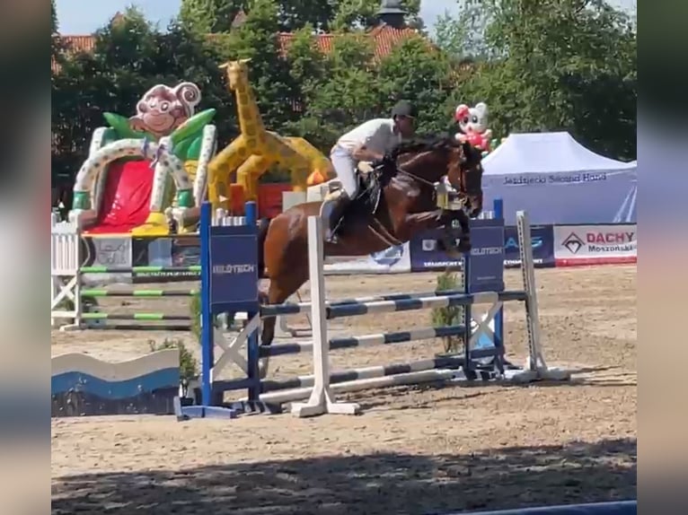 Warmblood polaco Yegua 11 años 165 cm Castaño in Papenhagen