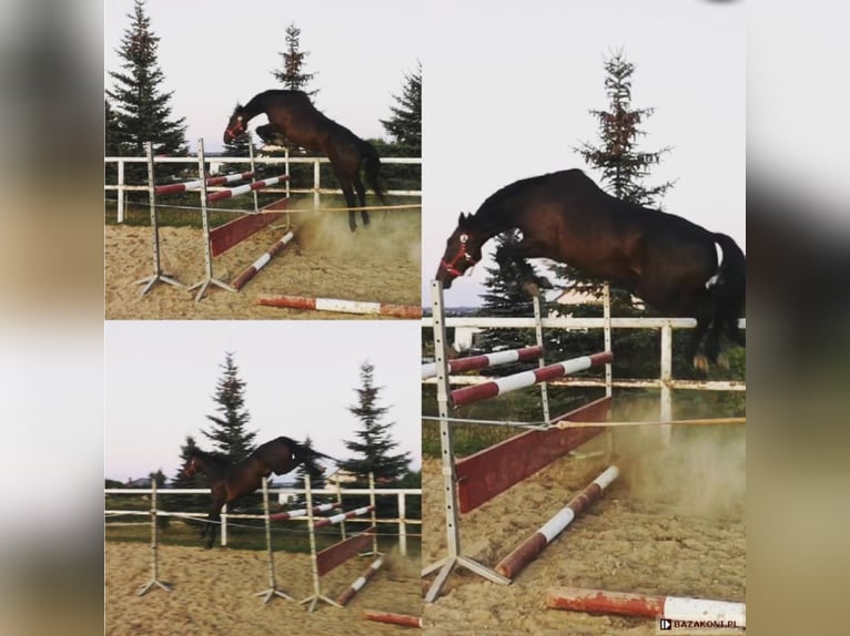 Warmblood polaco Yegua 11 años 168 cm Castaño oscuro in Papenhagen